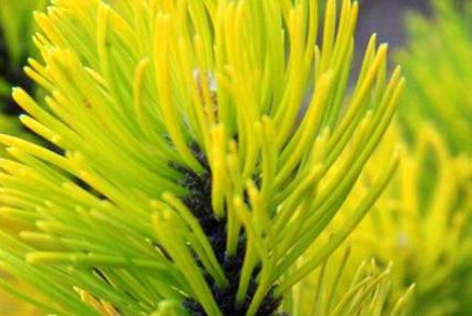 Сосна горная Зундерт